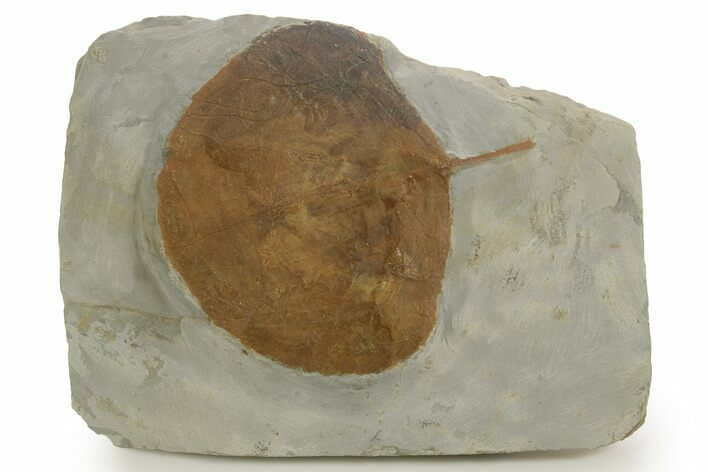Paleocene Fossil Leaf (Zizyphoides) - Montana #377941